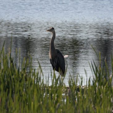 Fascinated by Feathers and Flight