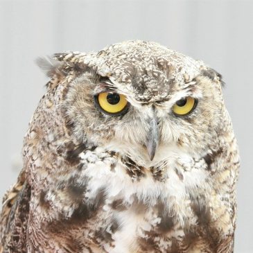 Up Close with Raptors