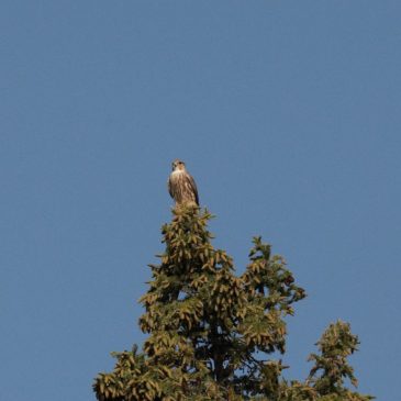 Raptor Sighting Bonanza
