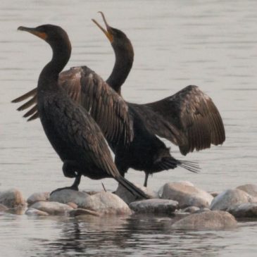 Bird Ballet