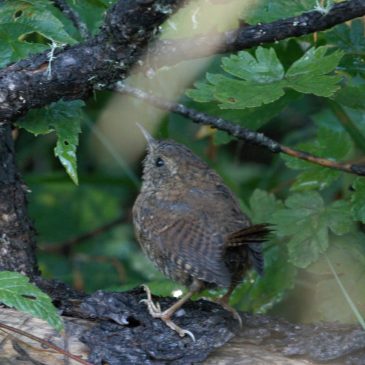 Where to Find Which Wren?