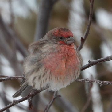 Helping the Granivore and Omnivore Neighbors…