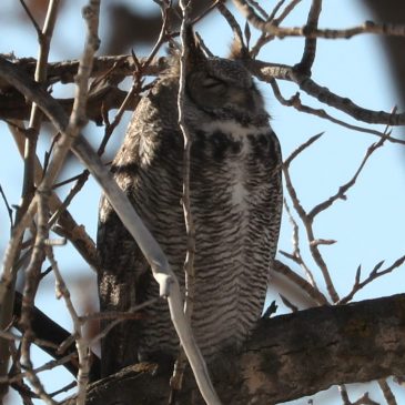 Birding Respectfully….